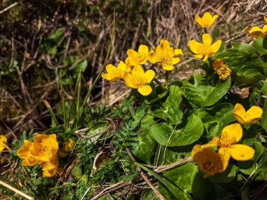 Ormanda yabani çiçekler