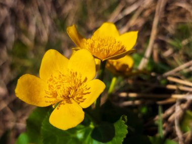 Çimenlerdeki sarı çiçek