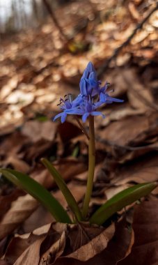 Ormanda büyüyen güzel mavi bir çiçeğin dikey görüntüsü.