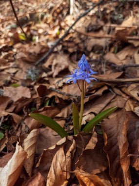 Bahar ormanında mavi sümbül çiçekleri.