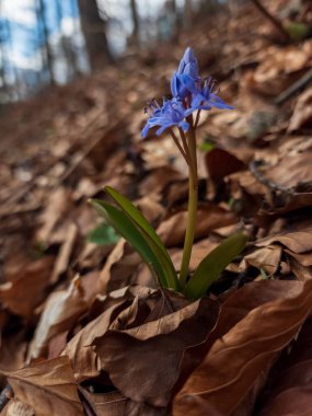 Ormanda bahar çiçekleri
