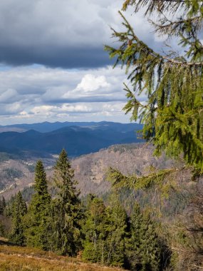 Ormanın güzel manzarası