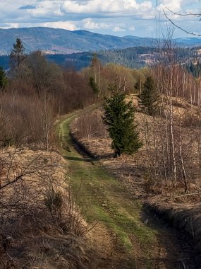 Dağlardaki ormanın güzel manzarası