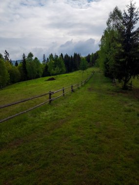 Ormanda yeşil bir tarla