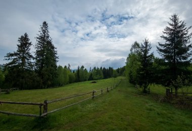 Ağaçlı ve otlu yeşil çayır