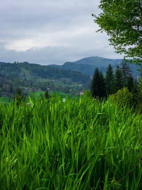 Çimen tarlası ve bulutlu gökyüzü olan güzel bir manzara.