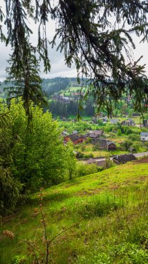 Ağaçlı yeşil bir alanın dikey görüntüsü