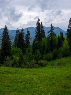Ağacı olan güzel bir manzara