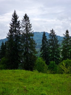 Güneşli bir günde dağlarda ormanlı yeşil ağaçlar.
