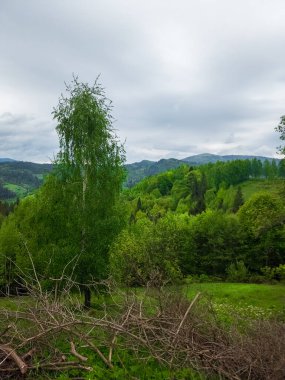 Arka planda ağaç olan bir orman manzarası