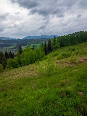 Arkaplanda yeşil orman ve bulutlu gökyüzü