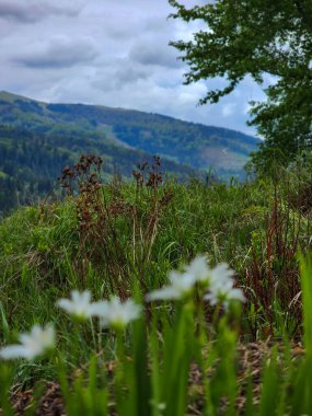 Ormanda güzel çiçekler