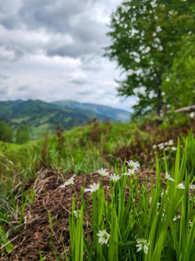 Ormanda güzel çiçekler