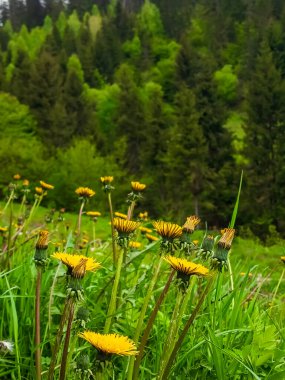 Bahçedeki güzel çiçekler