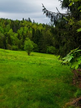 Yeşil bir orman ve güzel manzaralı bir ağaç.