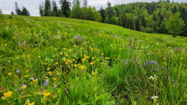 Çayır çiçeklerle orman.