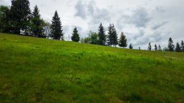 Yeşil çimenleri ve mavi gökyüzü olan güzel bir manzara.