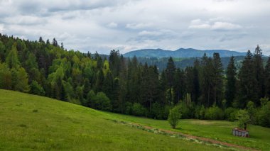 Ormandaki yeşil çimlerin arasında küçük bir dağ evi.