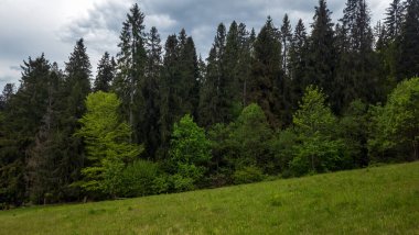 Yeşil orman ve dağlar