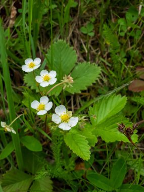 Ormandaki beyaz yabani çiçek.