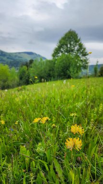 Dağlarda güzel çiçekler
