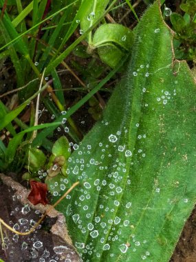 Yeşil çimenlerin üzerinde çiy damla.