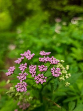 Bahçedeki güzel çiçekler