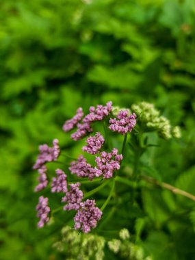 Bahçedeki güzel çiçekler