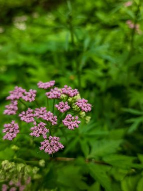 Renkli çiçeklerin arkaplan resmi