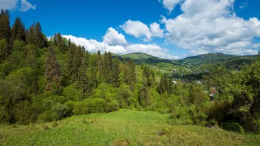 Karpatça ve Ukrayna 'da yeşil çimenler ve ağaçlarla dolu güzel bir yaz manzarası