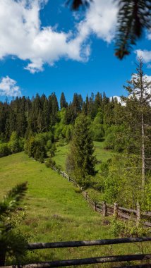 Yazın bir dağ ormanı manzarası