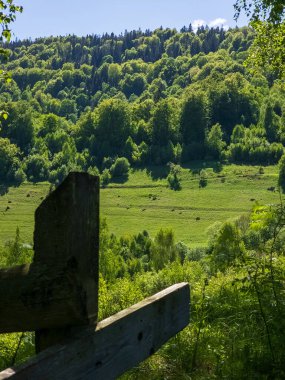 Arkasında ahşap çit olan yeşil orman, yaz günü.