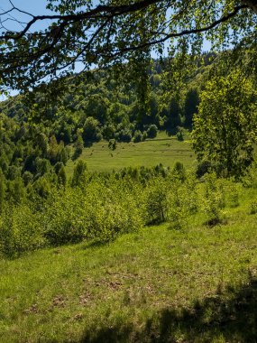 Ağaçları ve otları olan yeşil yaz ormanı