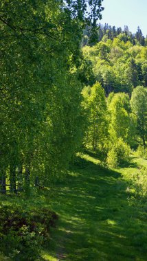 Güzel yeşil bahar ormanı