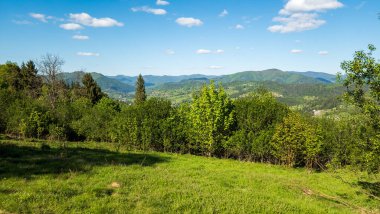 Güneşli bir günde ormandaki yeşil çimlerin manzarası