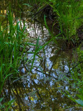 a vertical shot of a small pond surrounded by greenery
