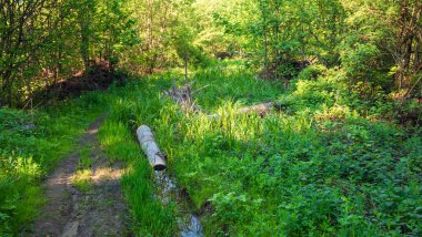 Dağlardaki güzel orman