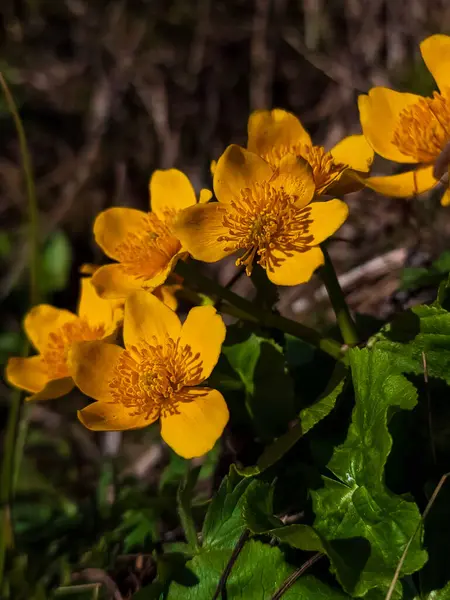 Ormanda sarı çiçekler
