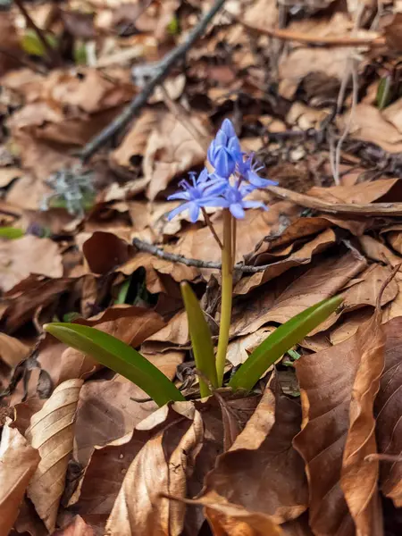 Ormanda mavi çiçekler