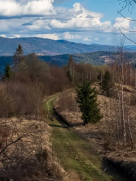 Ormanda dağ yolu olan güzel bir manzara.
