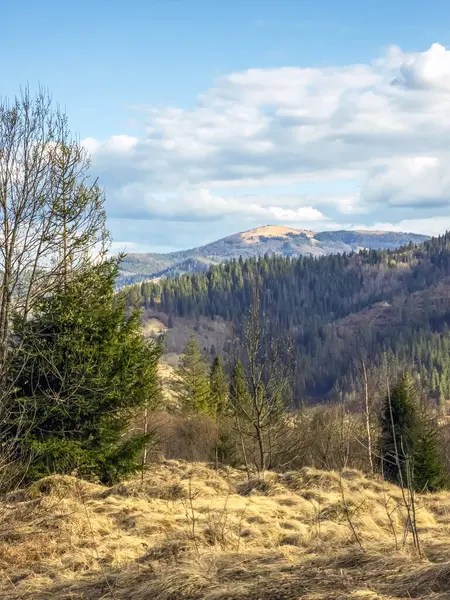 Dağlarda ağaçlar ve yeşil çayırlar olan güzel bahar manzarası