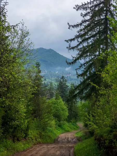 Ormanın ve arka planda dağların güzel bir görüntüsü.