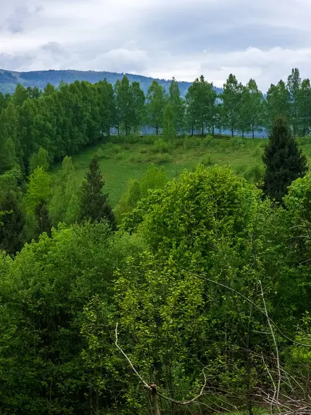 Dağlardaki güzel ormanın dikey görüntüsü.