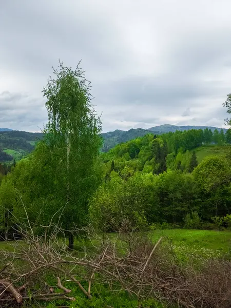Arka planda ağaç olan bir orman manzarası