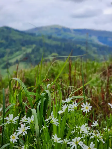 Tarladaki güzel çiçekler