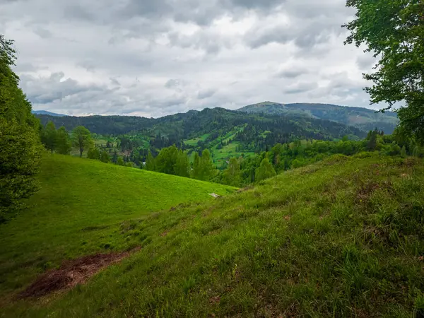 Karpatların dağlarındaki yeşil çayır.
