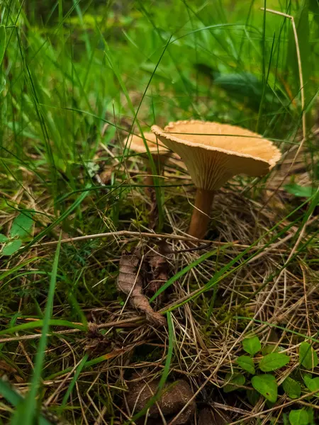 Ormandaki bir mantarın yakın plan çekimi.