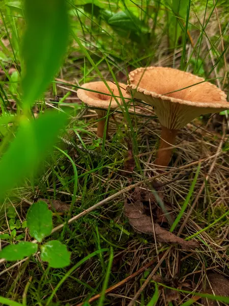 Ormandaki mantarı kapat.