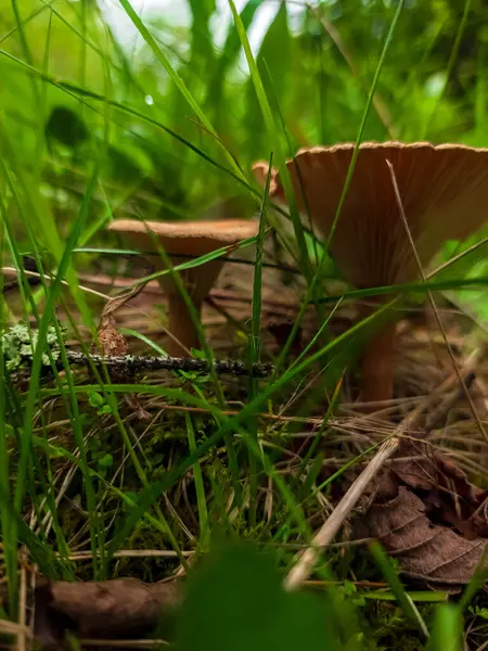 Ormandaki mantarlar. Sonbaharda ormandaki mantarın manzarasını kapat..