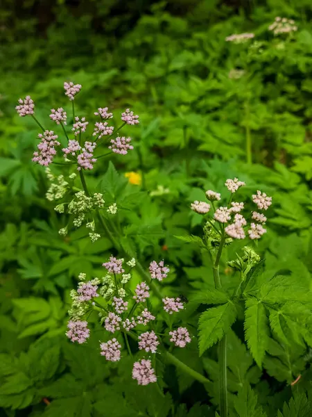 Bahçedeki güzel çiçekler